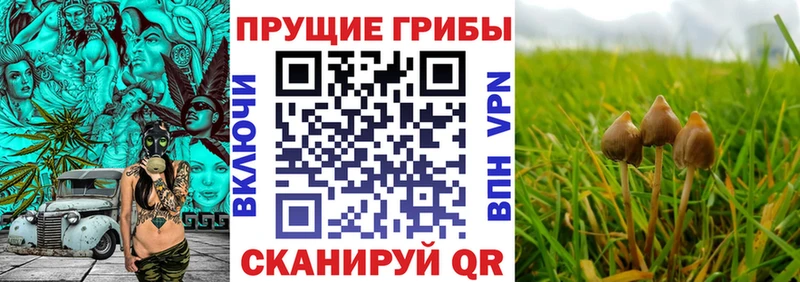 ОМГ ОМГ зеркало Красноярск Псилоцибиновые грибы MAGIC MUSHROOMS
